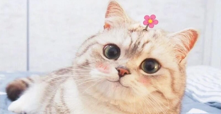 Avatar mèo bựa độc đáo thu hút mọi ánh nhìn
