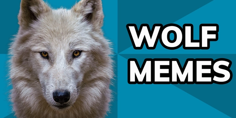 Khám phá thế giới Wolf Meme: Từ Alpha đến những khoảnh khắc hài hước