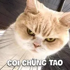 meme tức 12
