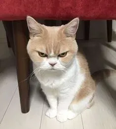 meme tức 9