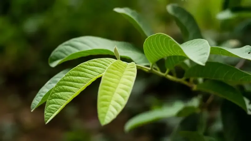 Những tác hại tiềm ẩn của lá ổi đối với sức khỏe cần biết 2