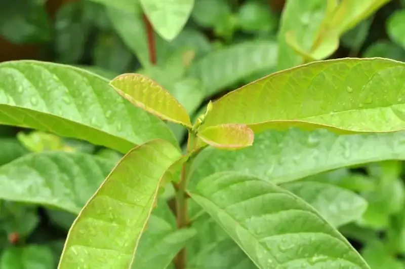 Những tác hại tiềm ẩn của lá ổi đối với sức khỏe cần biết 3