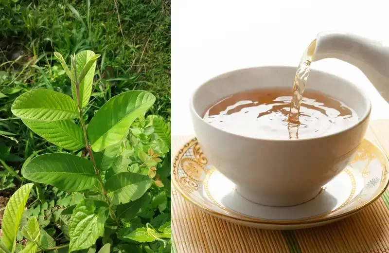 Những tác hại tiềm ẩn của lá ổi đối với sức khỏe cần biết 4
