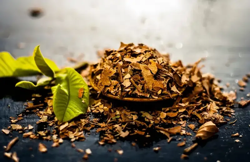 Những tác hại tiềm ẩn của lá ổi đối với sức khỏe cần biết 7
